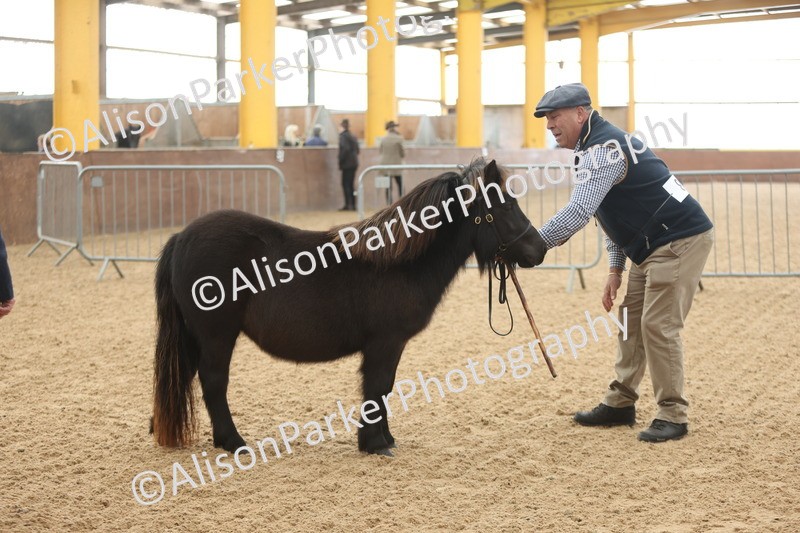 20251109-0011 - Class 2 - Yearling, Colt, filly or gelding