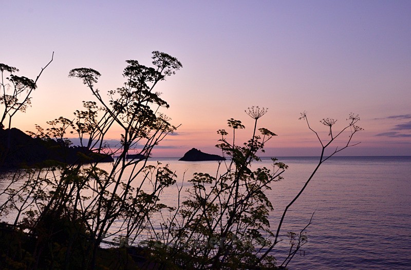Thatcher Rock through the trees - Meadfoot Beach Torquay