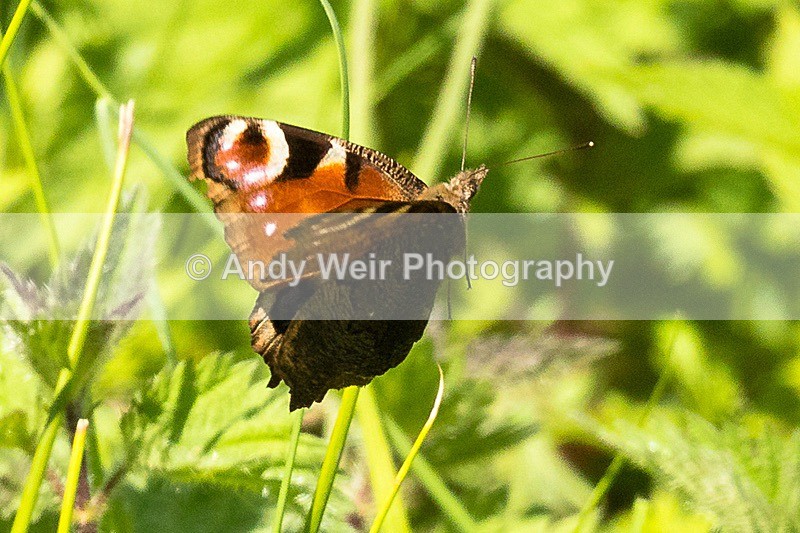 20170523-8E0A1271 - Butterflies & Moths