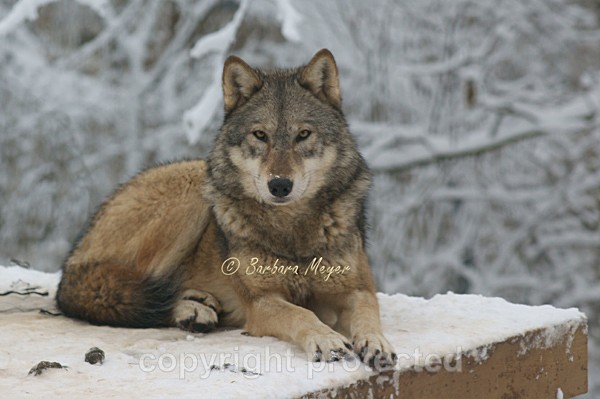 Grey Wolf - Montana in winter (Colchester Zoo) - Smaller Cats & Other Wildlife - Wolves