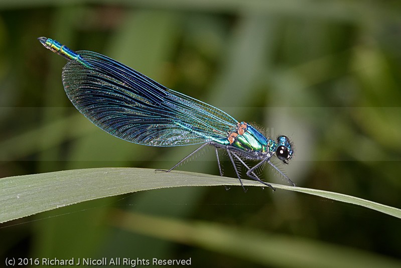 Banded Demoiselle (Calopteryx splendens) male - Banded Demoiselle (Calopteryx splendens)