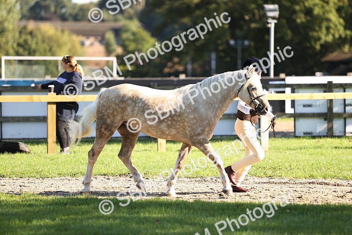 SBM_15864 - S1 - TSR in Hand Horse & Pony Showing