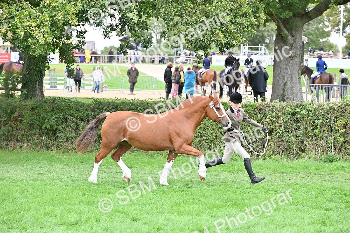 SBM_63295 - S49 - Mountain & Moorland In Hand Large Breeds