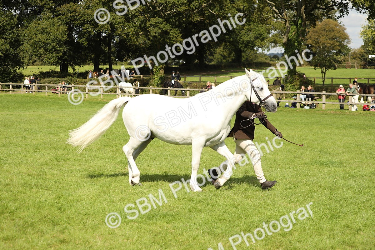 SBM_65443 - S47 - Mountain & Moorland In Hand Large Breeds