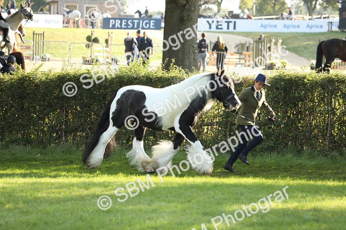 SBM_60846 - S43 - Coloured Pony In Hand