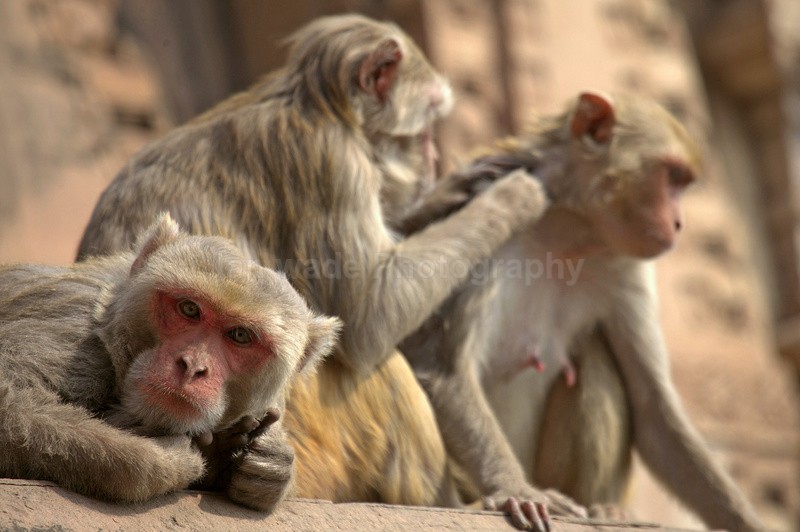  - Indian - People, Culture, Wildlife & landscape