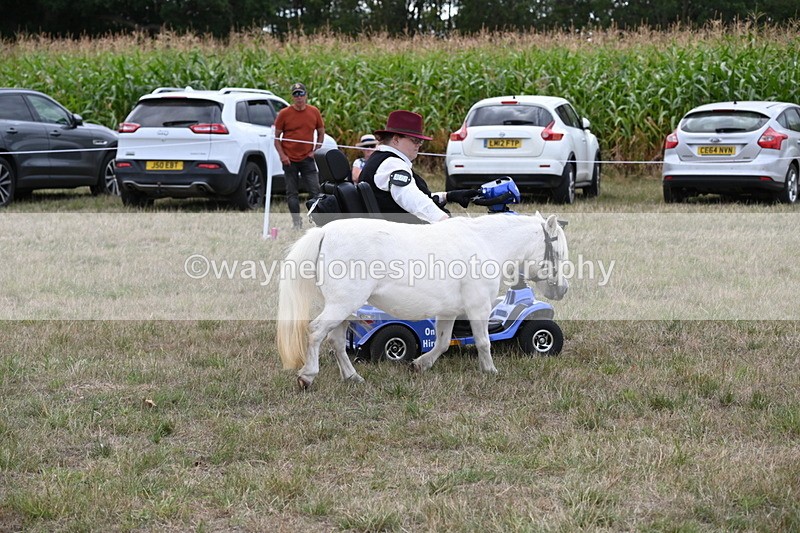WJ6_6052 - Class 19 In-hand Veterans (Uploaded correct folder)