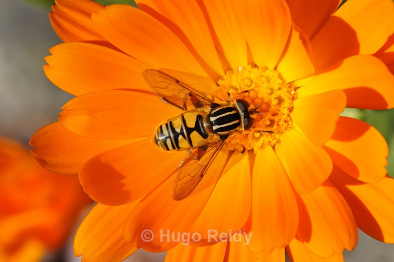  - Macro