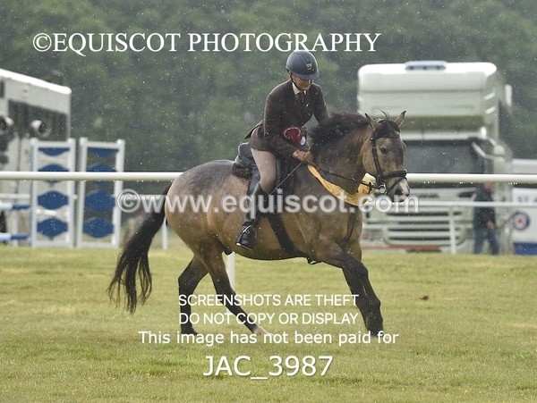 JAC_3987 - 55cm WORKING HUNTER