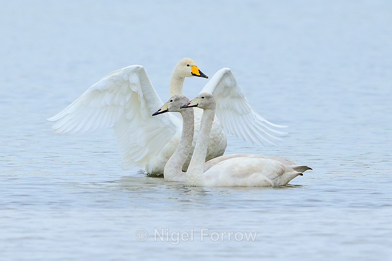 Whooper Swan family group (one adult and two juveniles), Otmoor RSPB - Whooper Swan