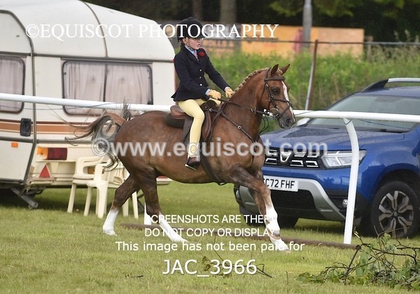 JAC_3966 - 55cm WORKING HUNTER