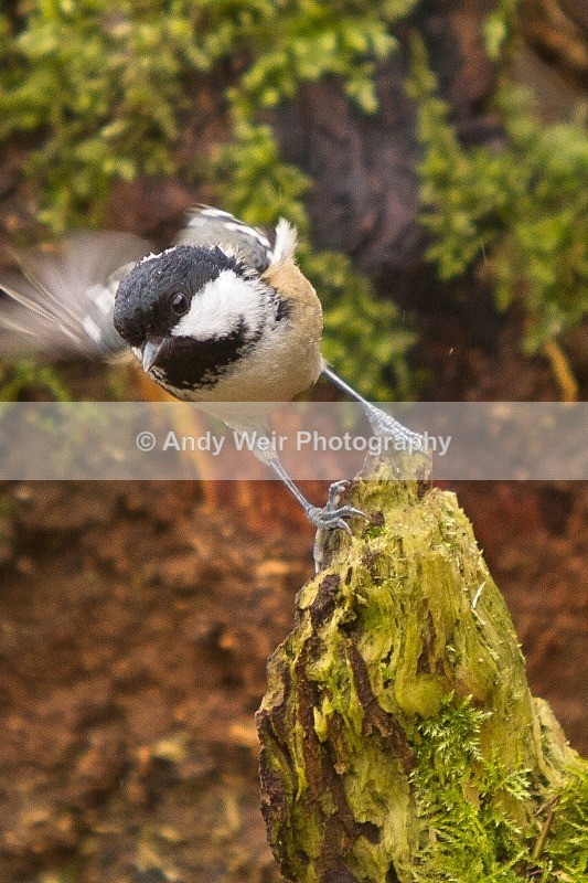 20120218-_MG_8739 - Coat Tit