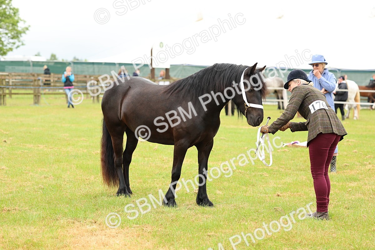 SBM_00398 - Class 58-67 - M&M Non Welsh Pony In hand