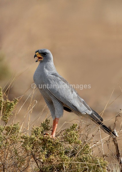 Pale Chanting Goshawk - Kenya