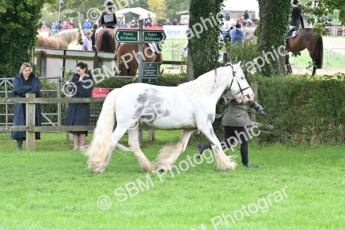 SBM_56949 - S45 - Coloured Pony In Hand