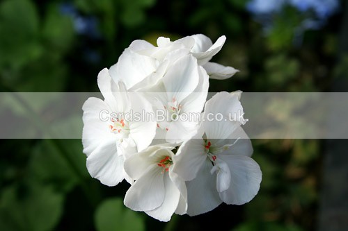 White Geranium - GARDEN FLOWERS