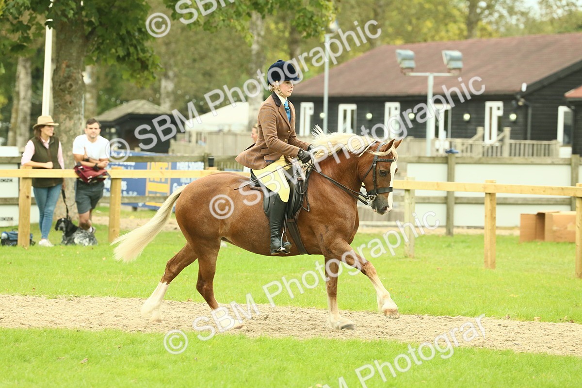SBM_72075 - S60 - Mountain & Moorland Ridden Large Breeds