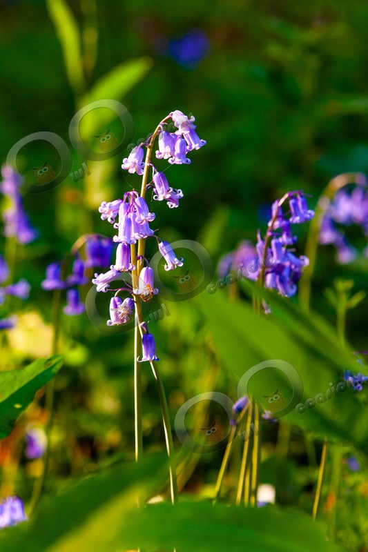 bluebell Hyacinthhoides non-scripta-8113 - Plants and trees