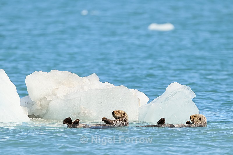 Two Sea Otters resting near glacier, Surprise Inlet, Alaska - Otter