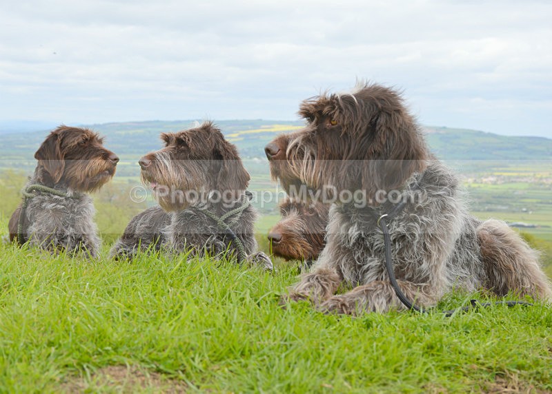  - Korthals Griffons