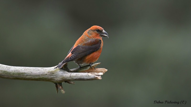 Common Crossbill - Birds