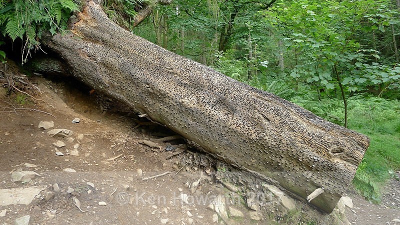 Wishing Tree, Tarn Hows PHOTO ONE of THREE - Lake District Curiosities