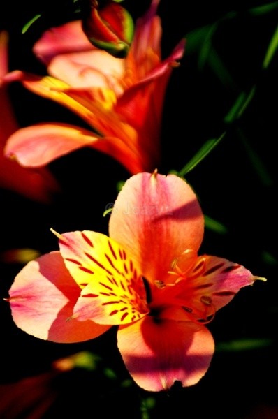 Assymetric - Flowers and Plants