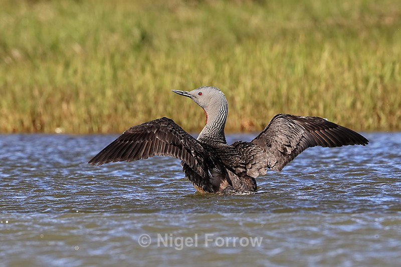 Red-throated diver flap showing upper wings, Floi, Iceland - Red-throated Diver