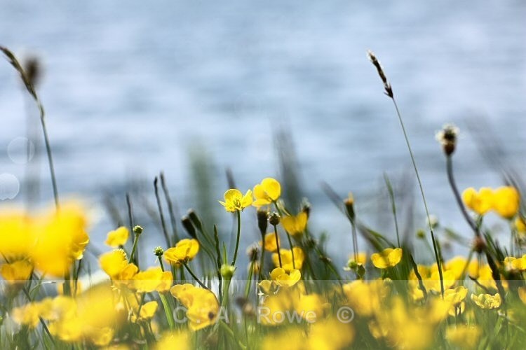 Buttercups 2 - Photography
