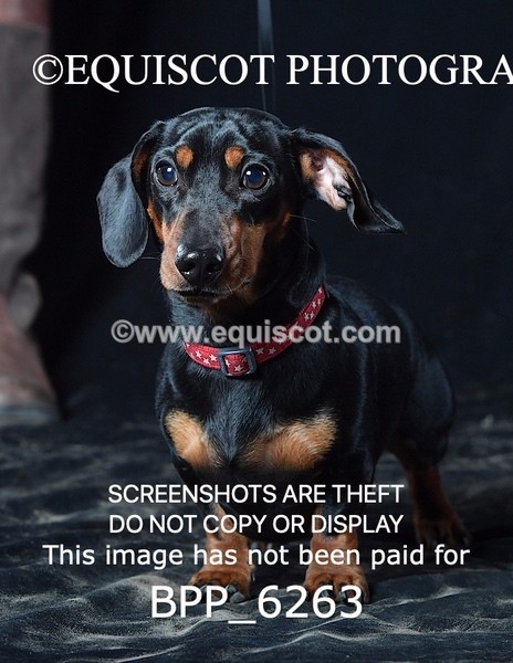 BPP_6263 - LESLEY GRANGER DOGS