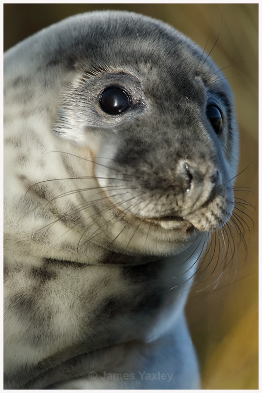 Curious Seal Pup - Latest Work