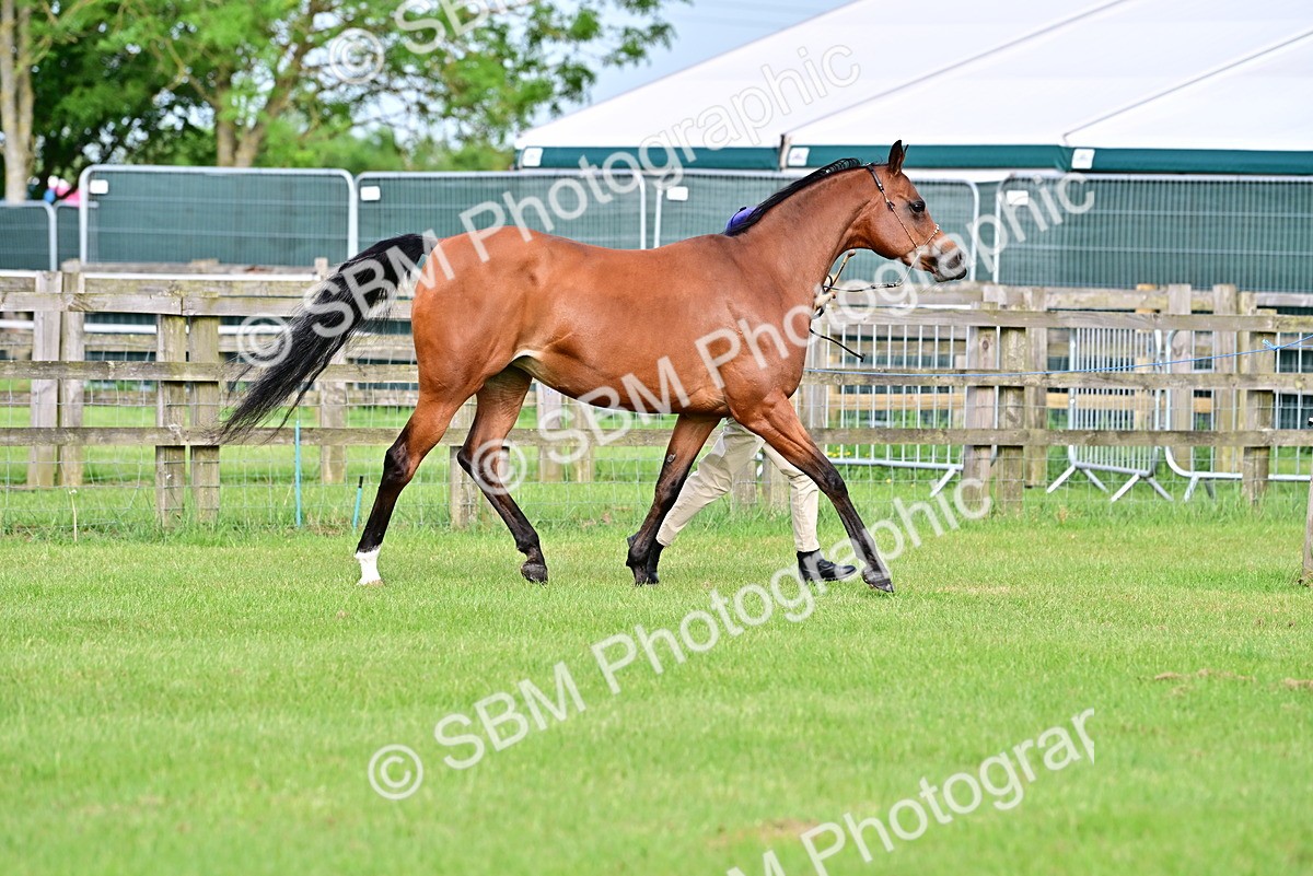 SBM_00014 - Class 46-49 - Arab and Part Bed-Anglo Arab In Hand