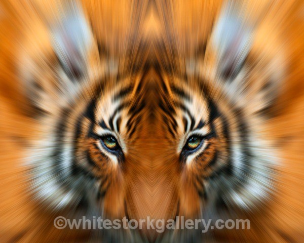 TIGER - Wildlife and Animals: Art