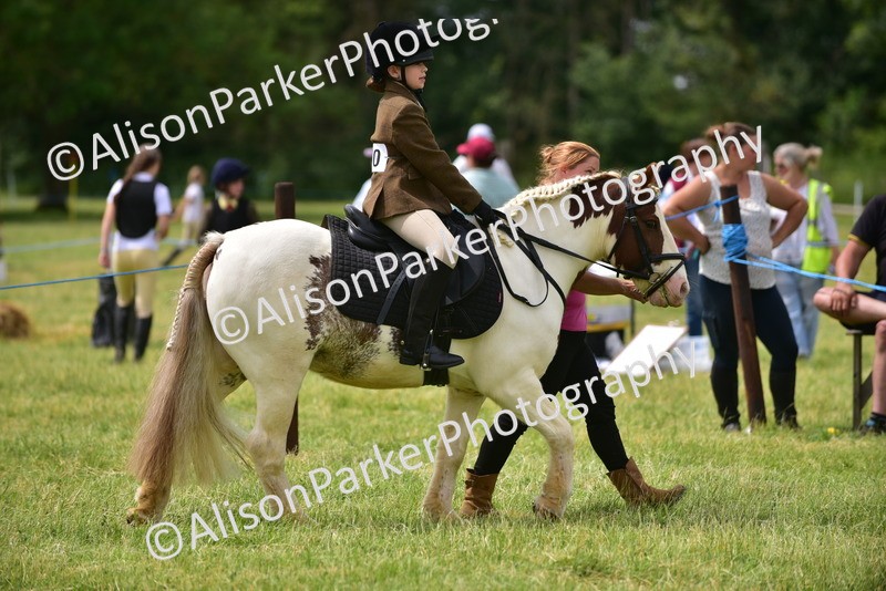 20260614-3974 - Class 16 - Handsome Gelding