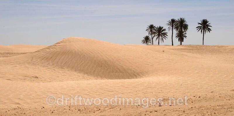 Douz Saharan landscape with palm trees - Tunisia