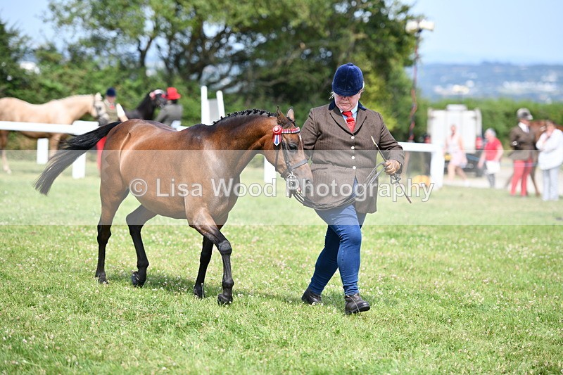 DSC_8362 - Class 68: Part Bred In Hand M & M