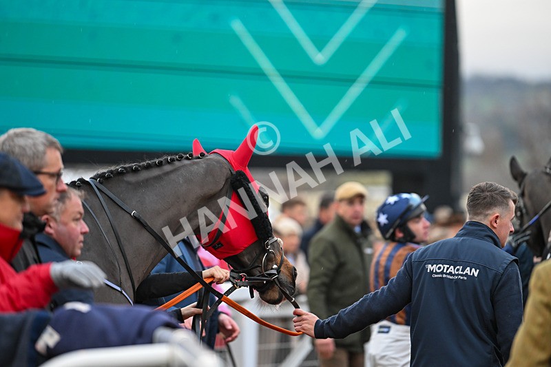 171124-Race 5-Paddock-Go Dante-4084 - Race 5