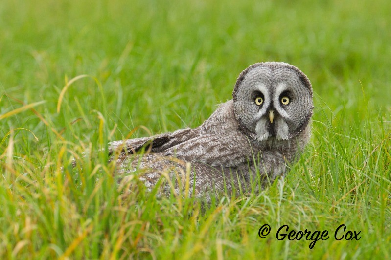 Great Grey Owl - Birds of Prey