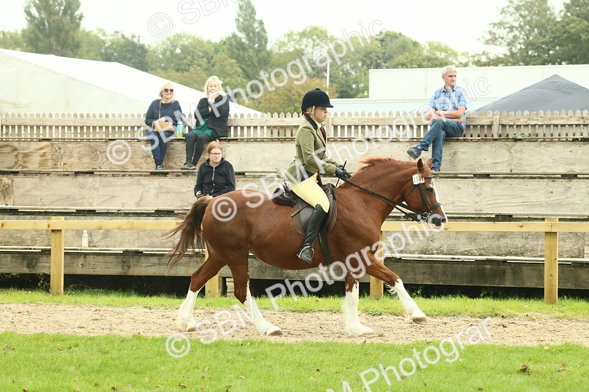 SBM_72132 - S60 - Mountain & Moorland Ridden Large Breeds