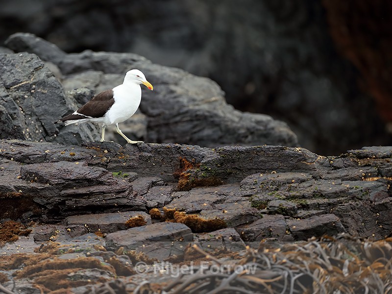 Adult Kelp Gull, Chanaral Island, Chile - Kelp Gull