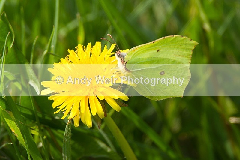 20120324-_MG_9877 - Butterflies & Moths