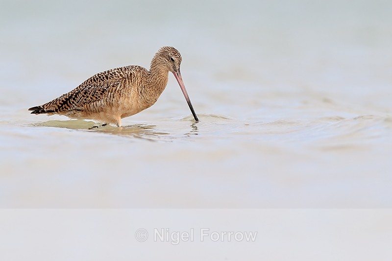 Marbled Godwit bill in water, Fort De Soto Park, Florida - Marbled Godwit
