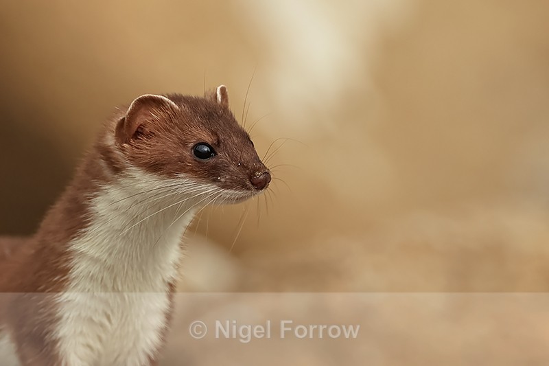 Stoat portrait, Duck Island, Alaska - Stoat