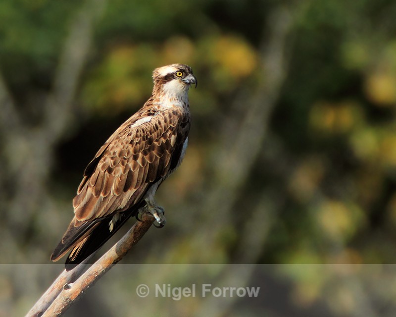 Osprey perched at Rothiemurchus - Osprey