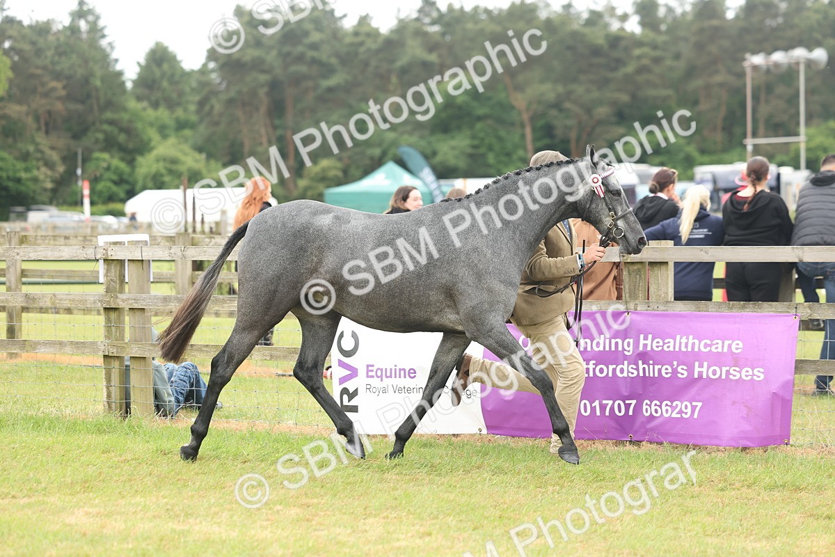 SBM_05504 - Class 68-73 - Riding Pony Breeding