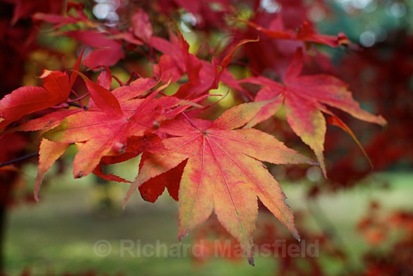  - Autumn
