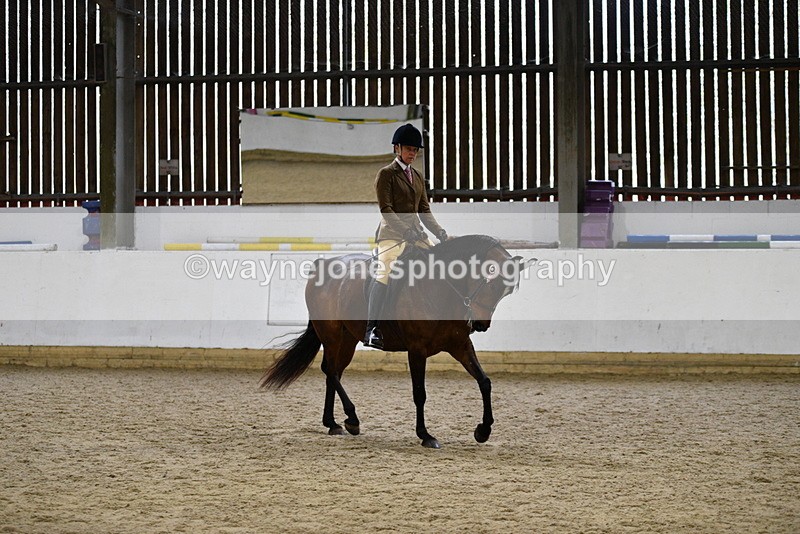 WJ5_8920 - Class 15 Ridden Show Horse