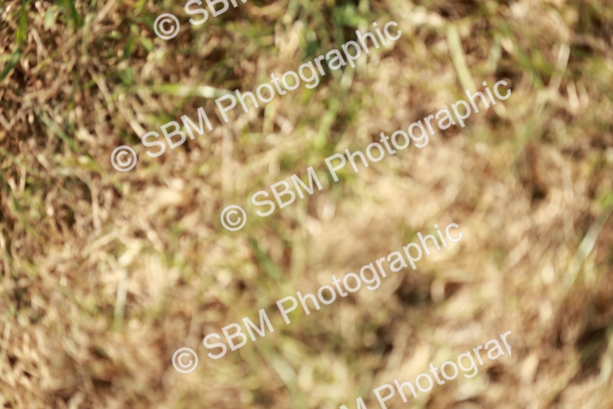 SBM_08741 - Class 63-65 - Traditional Gypsy Cobs In Hand & Ridden