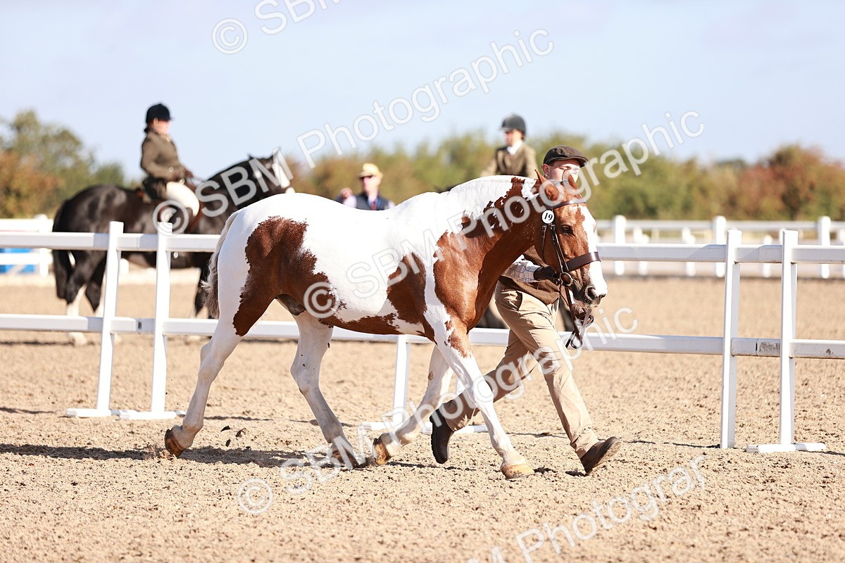 SBM_22061 - Class 703 - IH Coloured