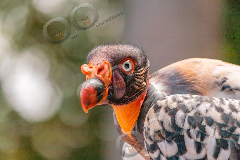 king vulture  sarcomamphus papa-512 - BoP from around the world